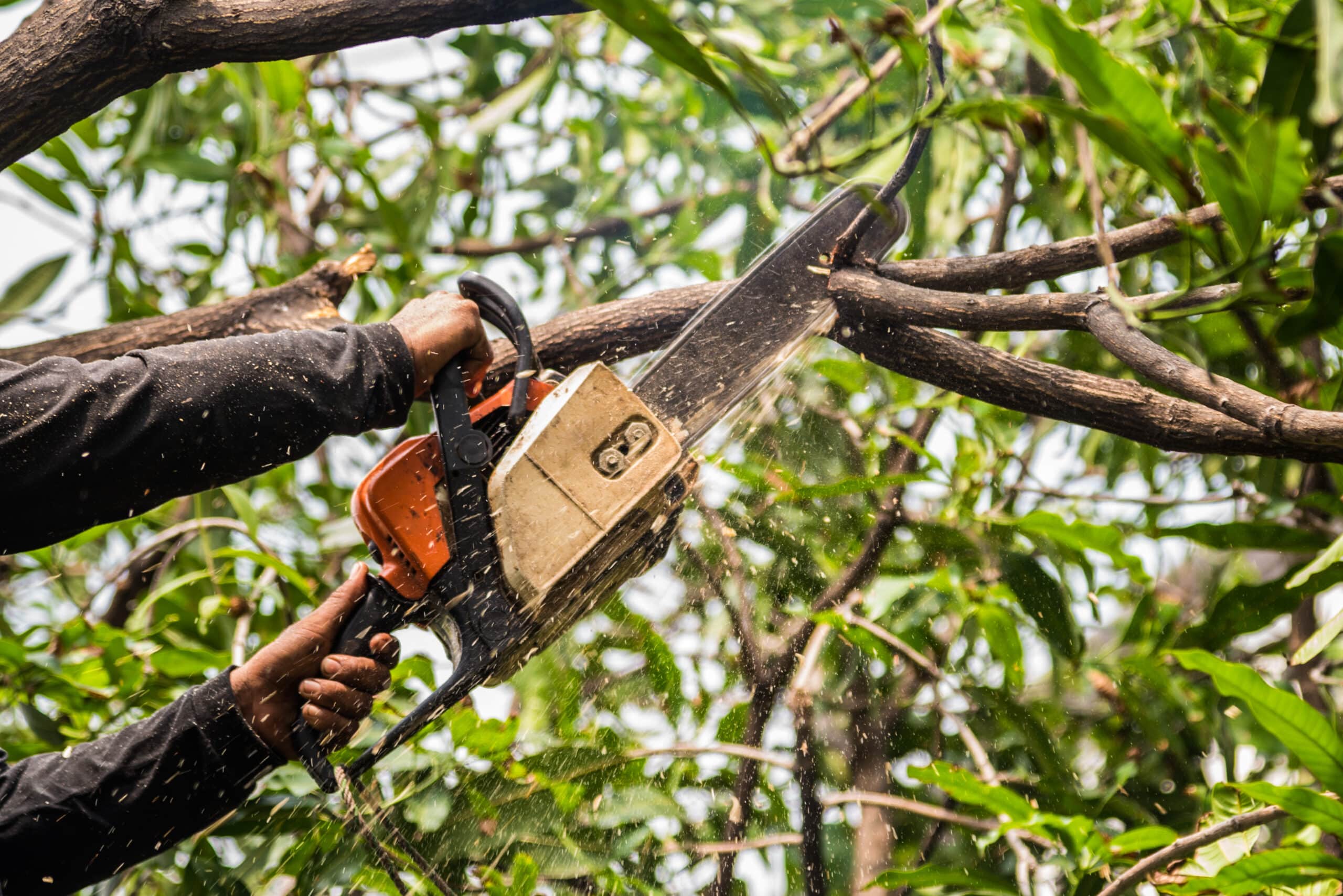 Tree Trimming and Pruning