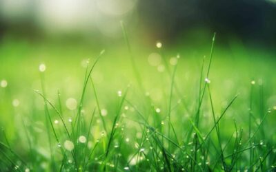 closeup photo of green grass field